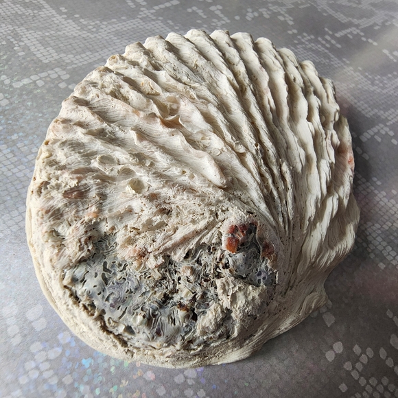 Abalone Smudging Shell - Picture 7 of 7